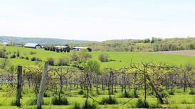 Fergedaboutit Vineyard & Winery in northwest Illinois combines gorgeous views with a taste of Italy 