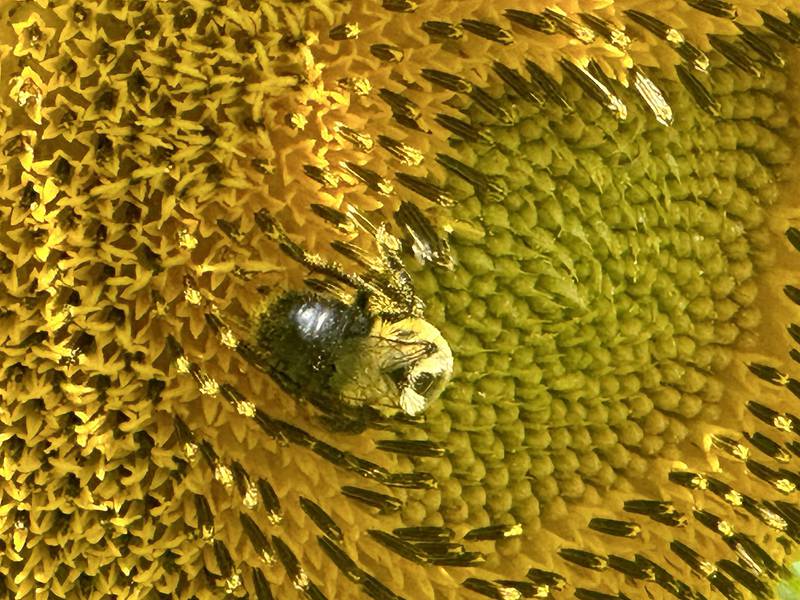 A bumble bee pollinates a sunflower in the sunflower field on Tuesday, July 11, 2023 at Matthiessen State Park.