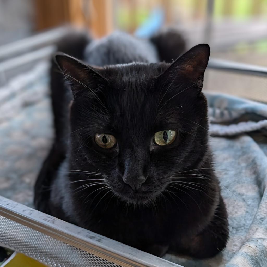 Oakley is the epitome of relaxation and the ultimate window-watcher. He likes to snuggle, does well with kids and also loves spending time alone, making him a good fit for any family. He’s the perfect cat for anyone seeking a mellow, affectionate companion. To meet Oakley, visit ForgetMeNotRescue.com/adoptables.