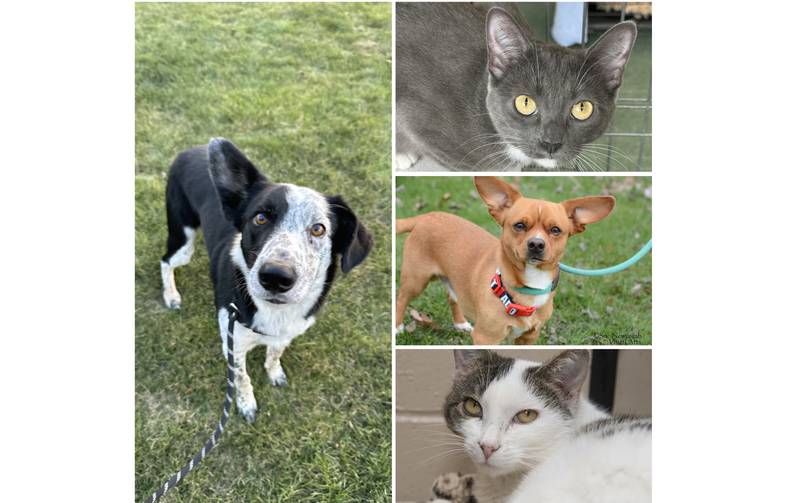 The Herald-News presents this week’s Pets of the Week. Read the description of each pet to find out about it, including where it can be adopted in Will County.