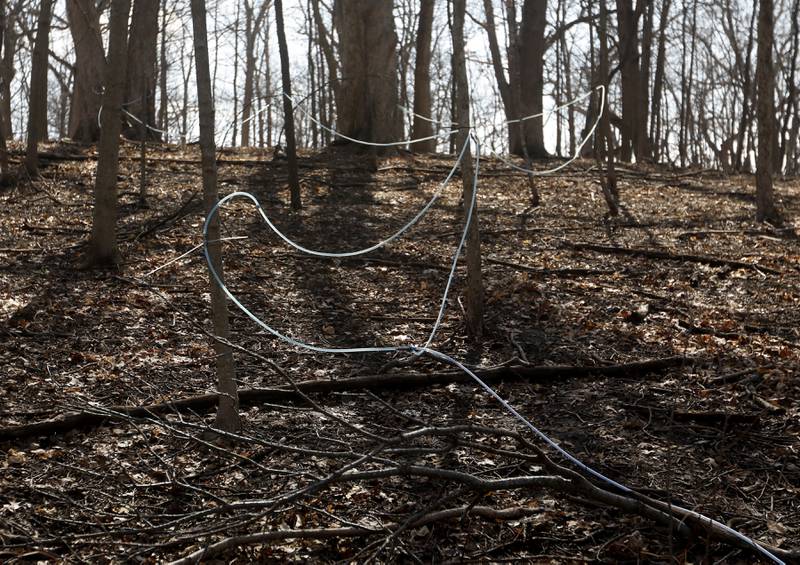 Lines carrying maple sugar sap from sugar maple trees to a central collection area during the McHenry County Conservation District’s annual Festival of the Sugar Maples at Coral Woods Conservation Area, 7400 Somerset Drive in Marengo.