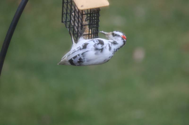 This hairy woodpecker, identified by the size of its bill rather than its plumage, this winter has been an infrequent visitor to a birdfeeder in Campton Township.