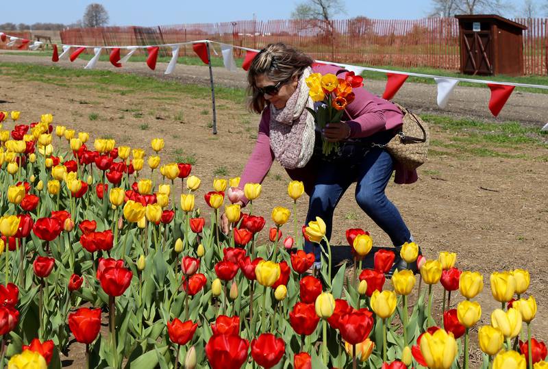 Olivia Garcia of Montgomery picks tulips at the first ever Tulip Fest at Kuiper’s Family Farm in Maple Park on Saturday, May 7, 2022.