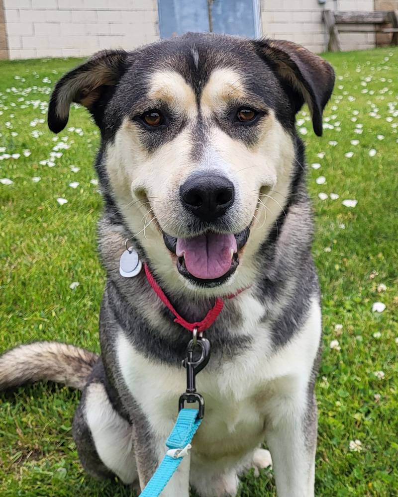 Washington is Save-A-Pet's pet of the week for July 4, 2024.