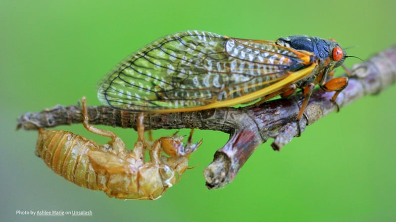 St. Charles Public Library will host a presentation on cicadas led by Jamie Viebach.