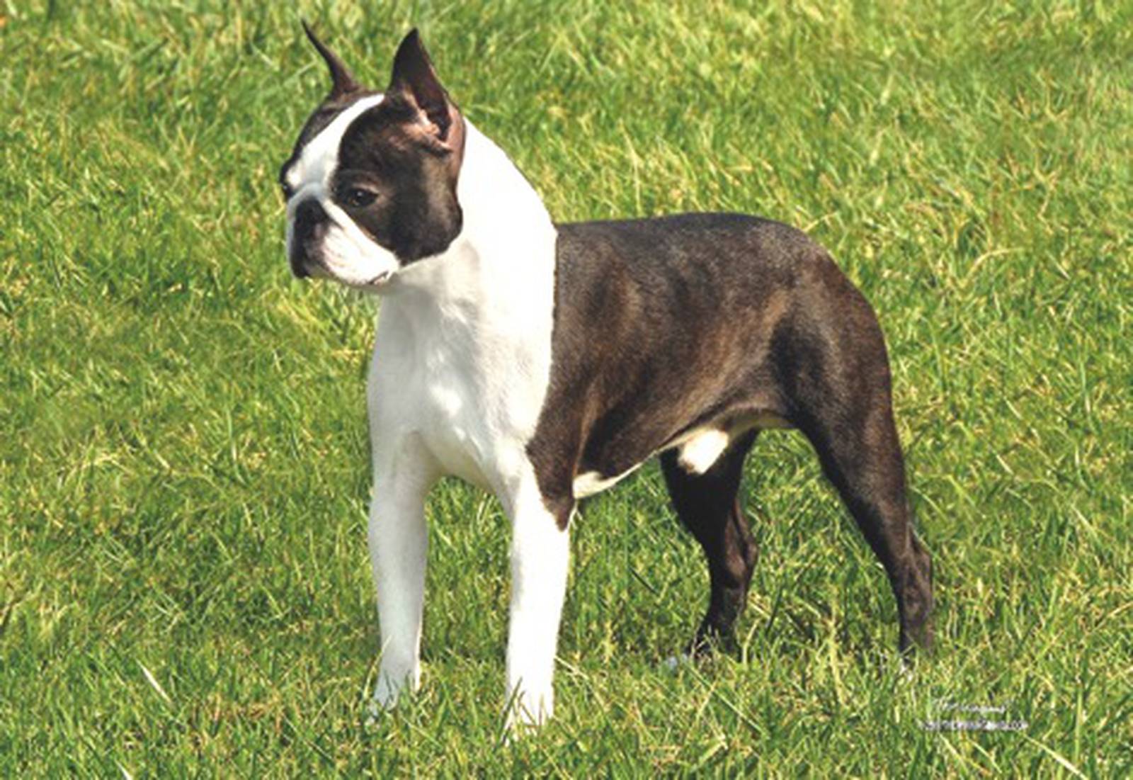Dixon dog makes it to Westminster Boston terrier Hoss a serious