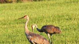 IVCC to offer a bus trip to wildlife refuge in Wisconsin