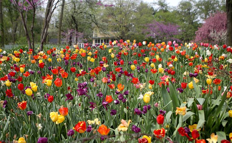 Paul Duke has planted thousands of tulips for about 10 years outside his home on Fargo Boulevard near Route 31 in Geneva.