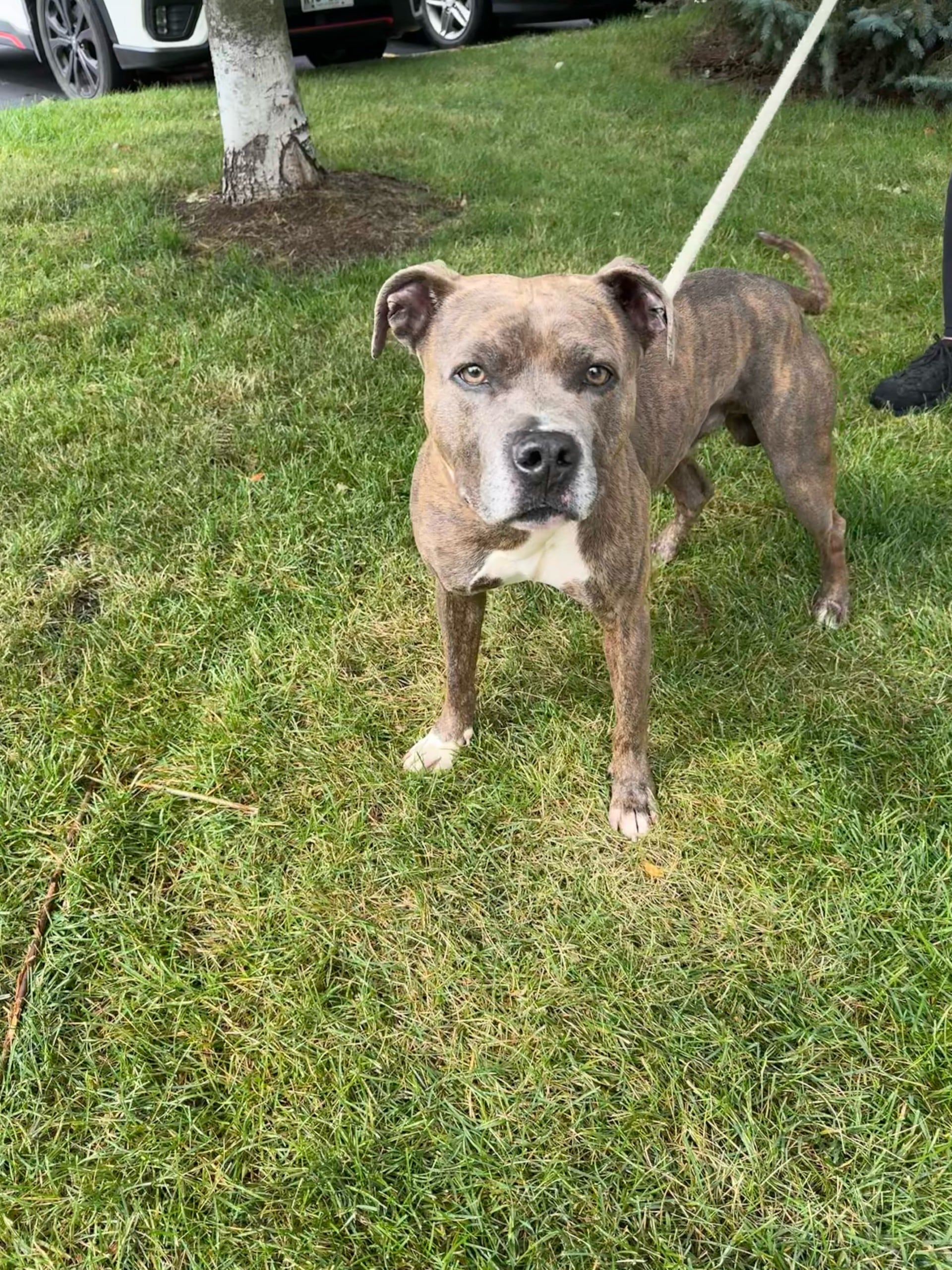 Zeke is a 5-year-old sweet brindle terrier that’s good with children and other dogs. He is house-trained and has good leash skills. He loves attention, so he needs a family that is comfortable with a dog that may not leave them alone. He will be a very lovable and fun addition to a home.  To meet Zeke, email Dogadoption@nawsus.org. Visit nawsus.org.