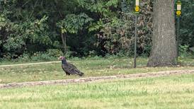 Good Natured in St. Charles: Helping hand leads turkey vultures to safer dining