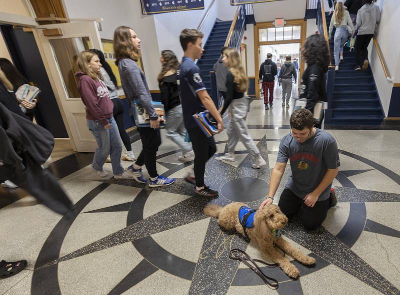 Blakeden Brown stops to pet Scone, a standard poodle therapy dog, Tuesday, Jan. 30, 2024 at Sterling High School. Cami Hartman, a counselor at the school, is Scone’s handler.