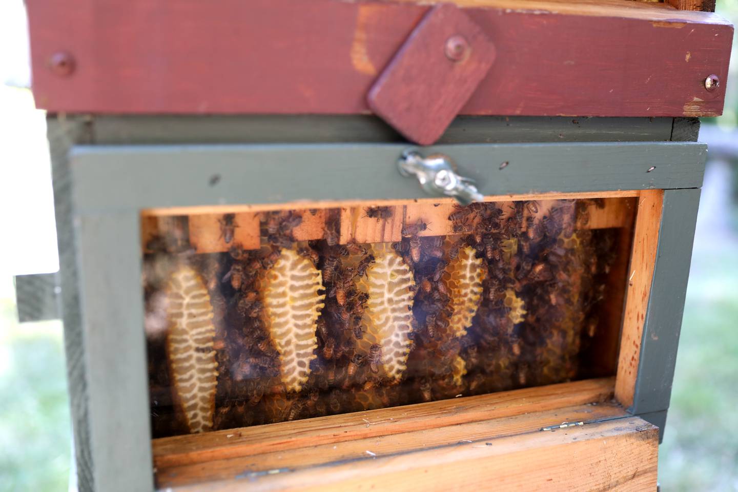 Rich Fobes and Karen Thomas keep two bee hives in the yard of their Geneva home.