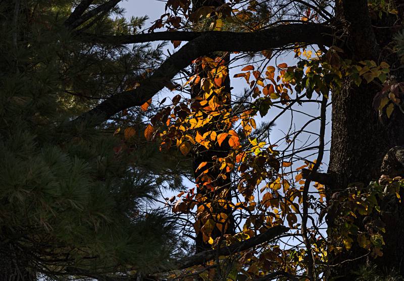The midday sunlight shines through some colorful leaves in Lowell Park.