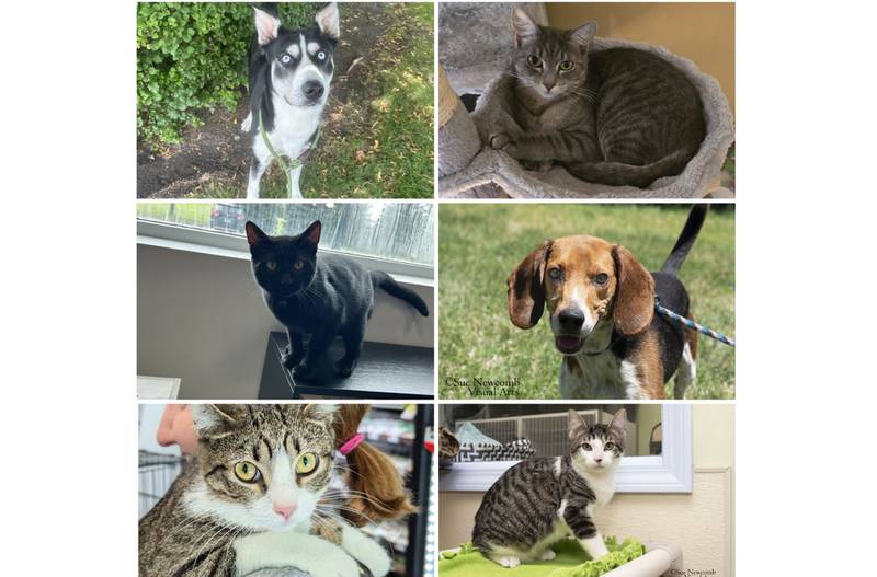 The Herald-News presents this week’s Pets of the Week. Read the description of each pet to find out about it, including where it can be adopted in Will County.