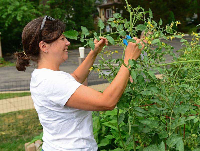 Anne Nelson of Willowbrook trims tomato vines. Volunteers harvest the vegetables at St. Andrew Episcopal Church of Downers Grove on Friday, July 15, 2022. The vegetables will be donated to the FISH Food Pantry.