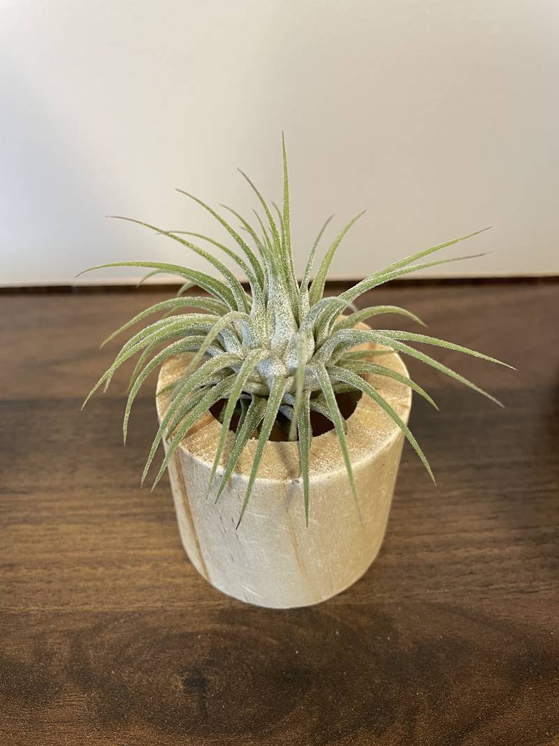 Air plants are a relative of the pineapple and can absorb water through the hairs on their leaves.