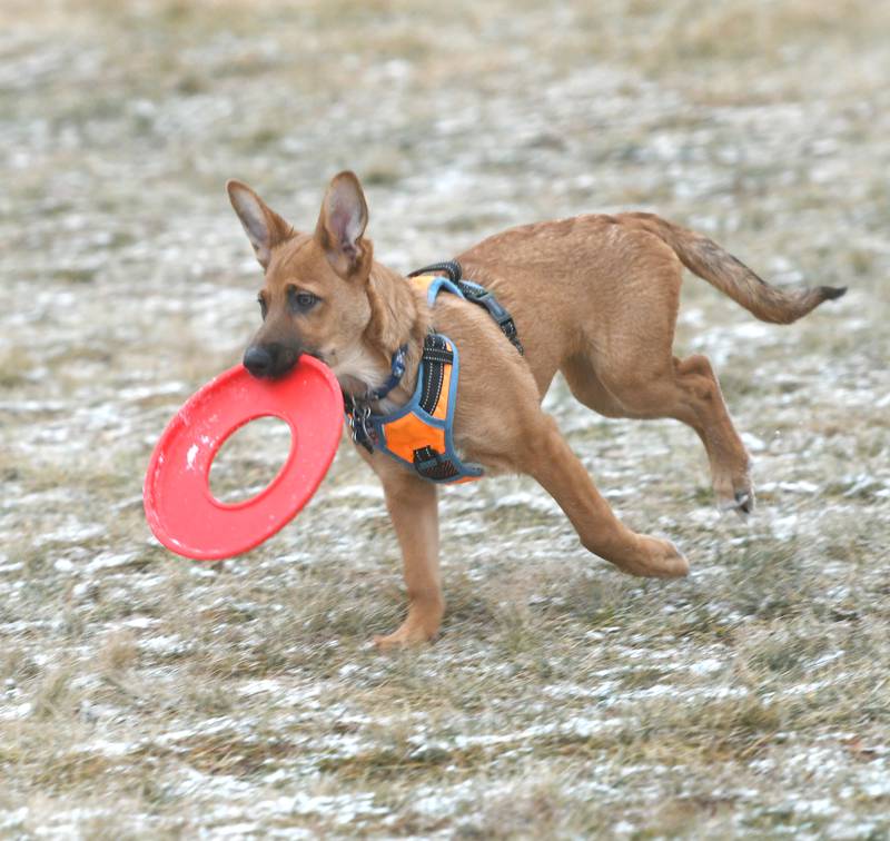 Luke, a 5-month old Belgian Malinois/Corgi mix, retrieves a plastic ring for his owner Tim Reynolds of Morrison. Morrison's 'Bark Park' opened last year after a fundraising effort to create a dog park for the city.