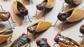 Photo: McHenry County shops, artists, bakeries embrace cicada craze