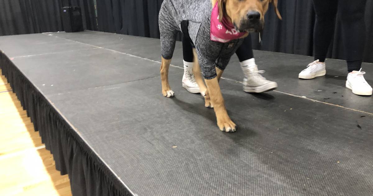 Huntley Chamber of Commerce celebrates dog fashion show, local businesses at Huntley Community Expo