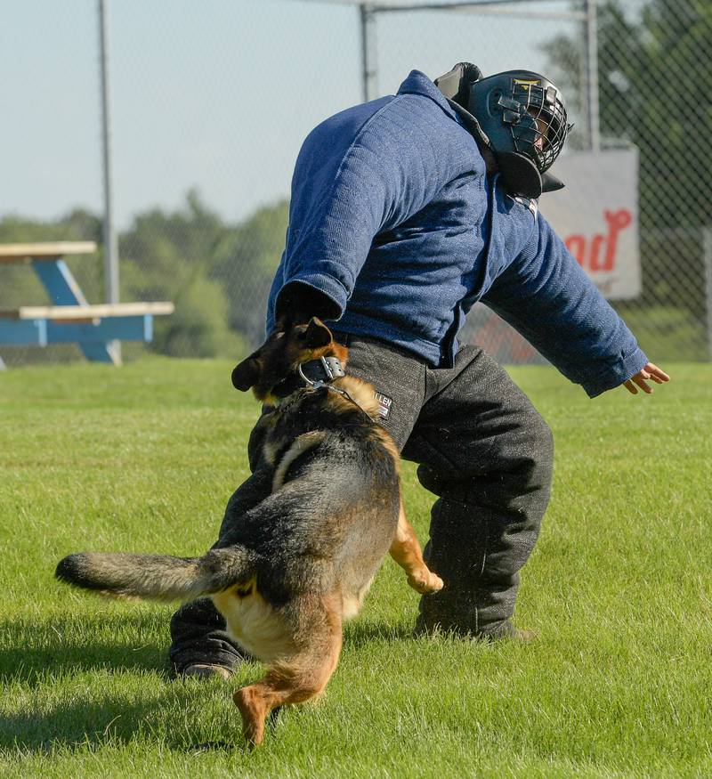 Campton Hills police K-9 "Kota" takes down an "offender" during a demonstration at the Campton Hills National Night Out event on Tuesday, August 2, 2022.