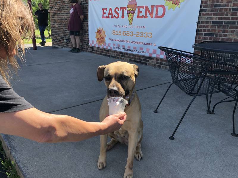 Kim Doran gives a favorite customer, 9-year-old mastiff mix Ivy, her pup cup on Wednesday, June 5, 2024, outside East End Pizza and Ice Cream in Wonder Lake.