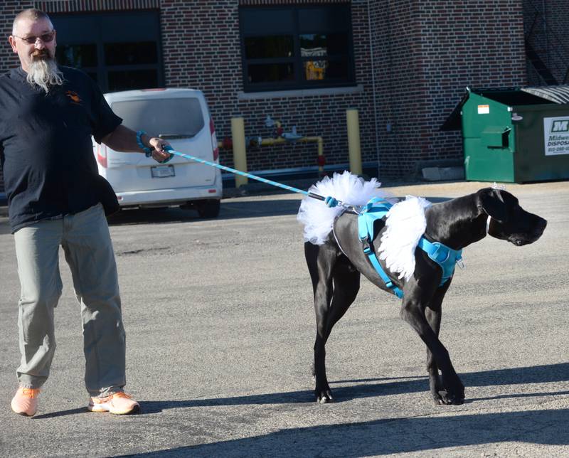 Phillip Krontz of Polo, directs Leo, a 125-pound Great Dane, at the start of the 2024 Doggy Dash on Saturday, Sept. 7, 2024. Leo, 3, owned by Isabella Bergstrom, proudly wore the tiara and tutu for the duration of the fundraising event.