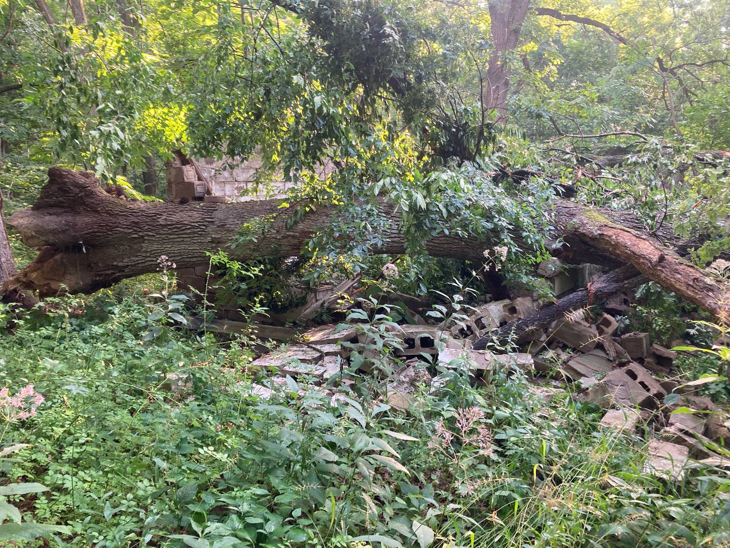 Look carefully at this photo and you’ll see the remains of the Monkey House, a structure that stood for more than a century in what is now the Hickory Knolls Natural Area.