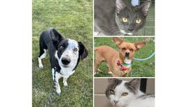 Will County Pets of the Week: Sept. 16, 2024