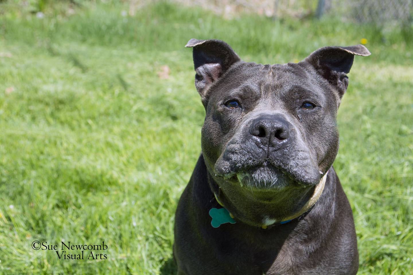 Dudley is a senior pittie mix who returned to the shelter after being adopted out as a puppy. He has physical issues that require medication. Dudley is sweet, goofy, and deserves a loving forever home to live out his senior years. Contact the Will County Humane Society at willcountyhumane.com and follow the instructions for the adoption process.