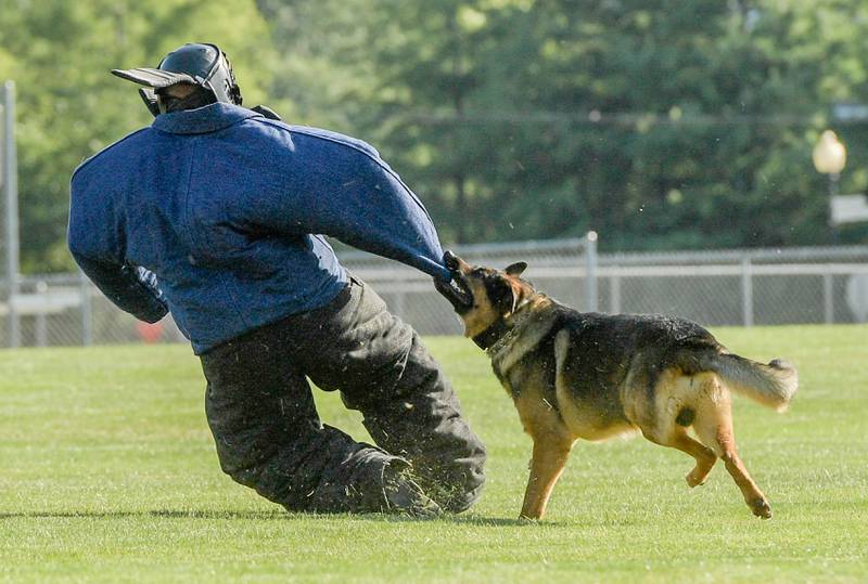 Campton Hills police K-9 "Kota" takes down an "offender" during a demonstration at the Campton Hills National Night Out event on Tuesday, August 2, 2022.