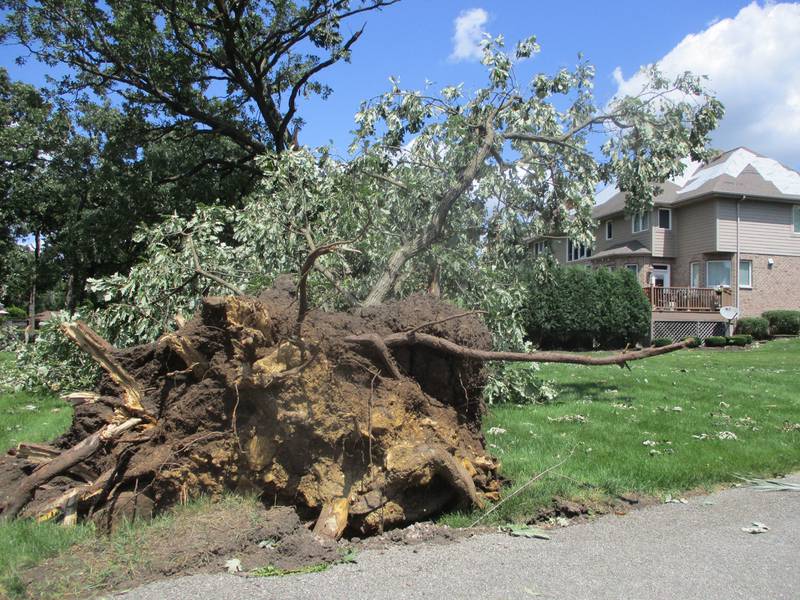 An oak tree was uprooted and shingles were blown off a house in the River Crossing subdivision of Shorewood by what the National Weather Service said was an EF-1 tornado that went through the area Friday, July 30, 2023.