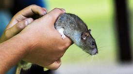 Berwyn residents demand rat abatement at town hall 