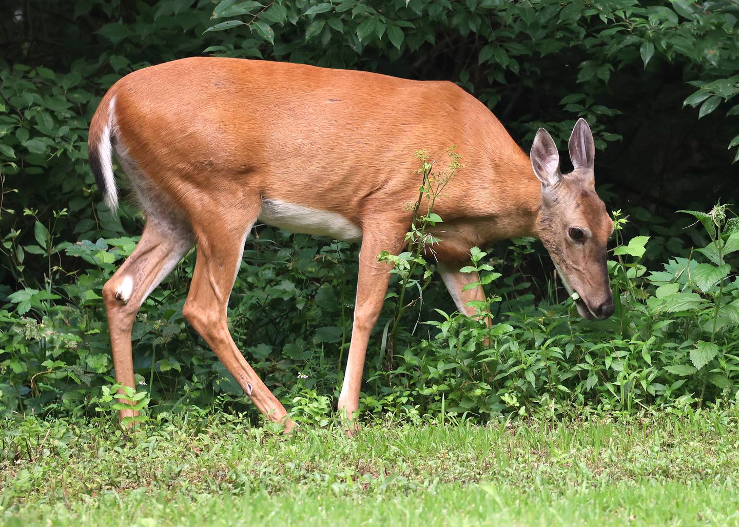 A white-tailed deer grazes along the edge of the woods Monday, July 22, 2024, at Shabbona Lake State Recreation Area in Shabbona Township.