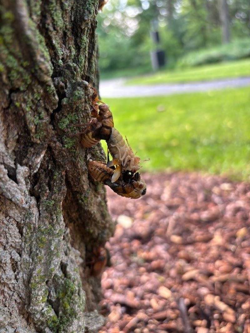 Cicadas emerge May 20, 2024 at Harrison Benwell Conservation Area in Wonder Lake.