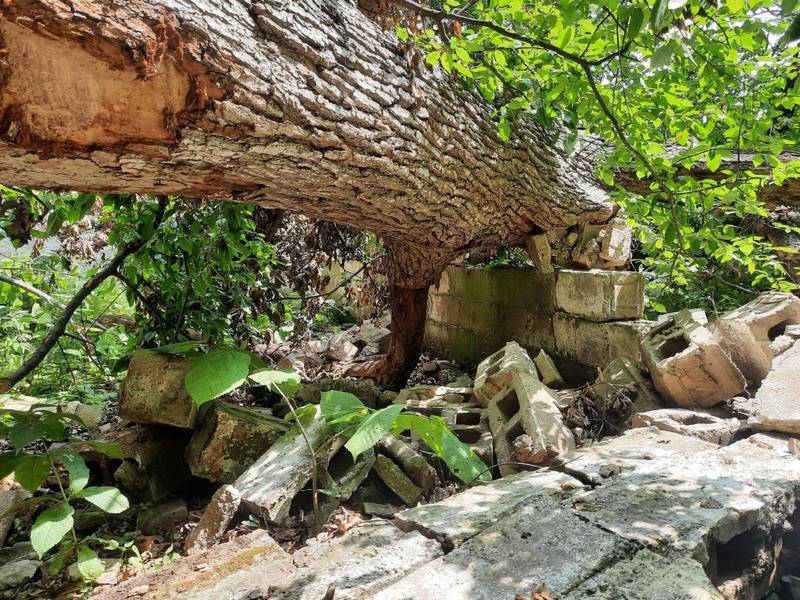 Look carefully at this photo and you’ll see the remains of the Monkey House, a structure that stood for more than a century in what is now the Hickory Knolls Natural Area.