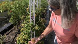 McHenry VFW peace garden is healing balm for veterans, bounty for community 