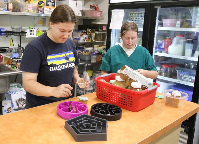 Interns Monica Maurer, (left) of Barrington, and Evelina Callahan, from Sycamore, prepare food  Tuesday, June 18, 2024, for some of the many raccoons receiving care at Oaken Acres Wildlife Center in Sycamore. The facility is celebrating its 40th anniversary this year.