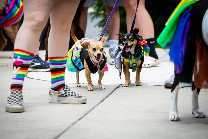 Brother and sister, Fancy (left) and Rocco line up for the  dog and human parade during the Downer’s Grove Pride Fest on Saturday, June 8, 2024.