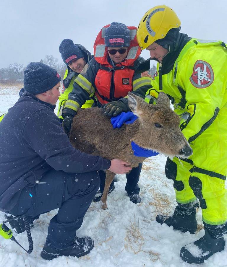 Firefighters tend to a deer that fell through the ice Saturday, Jan. 28, 2023, in the Fox River north of the Rawson Bridge in Port Barrington. A firefighter managed to pull the deer – later named Jan by her rescuers – from the icy water and guide her to shore.