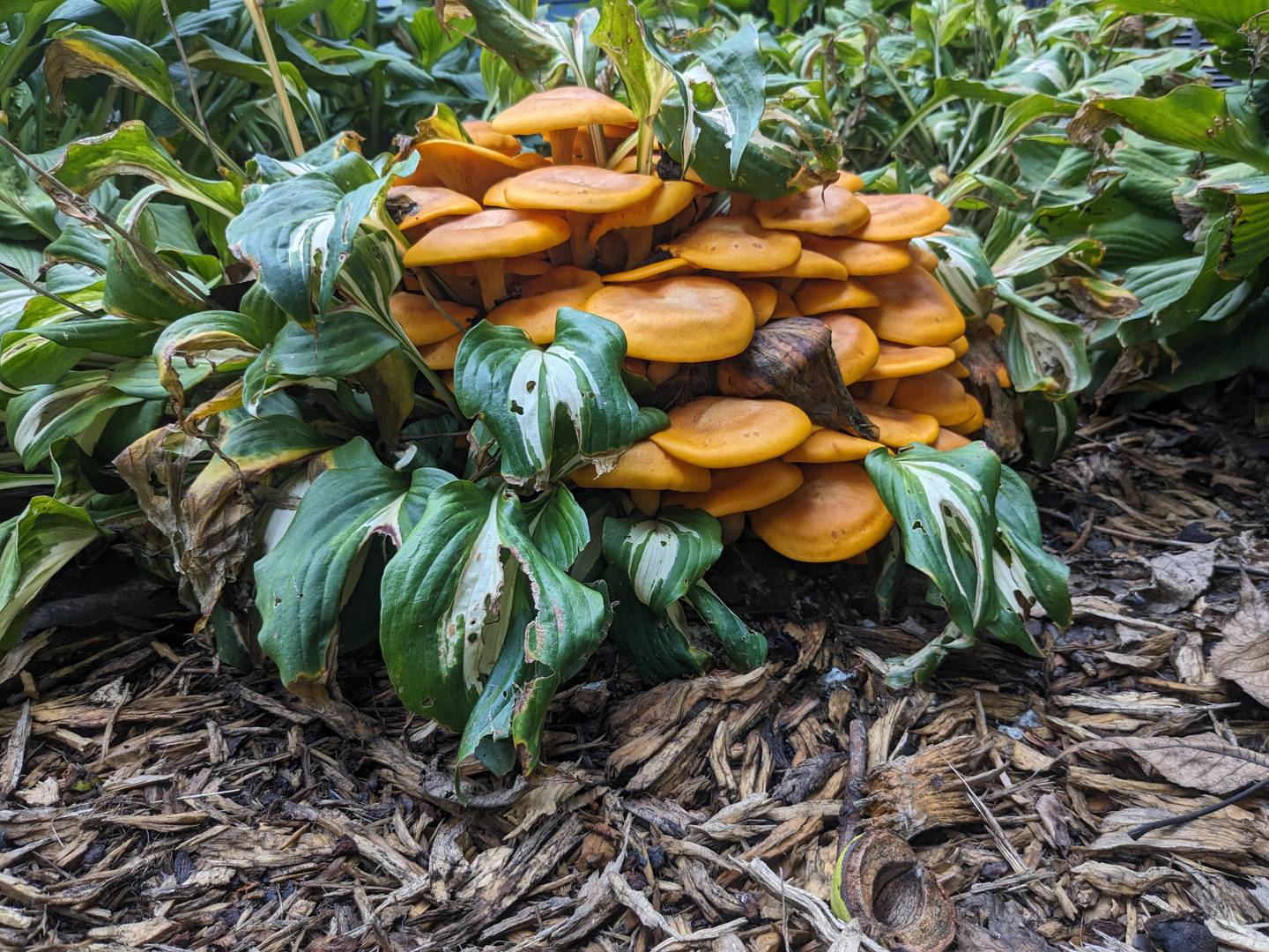 Jack-o’-lantern mushrooms have many fine qualities, but edibility isn’t one of them. While not deadly, the symptoms it induces are described as "making one wish they were dead."