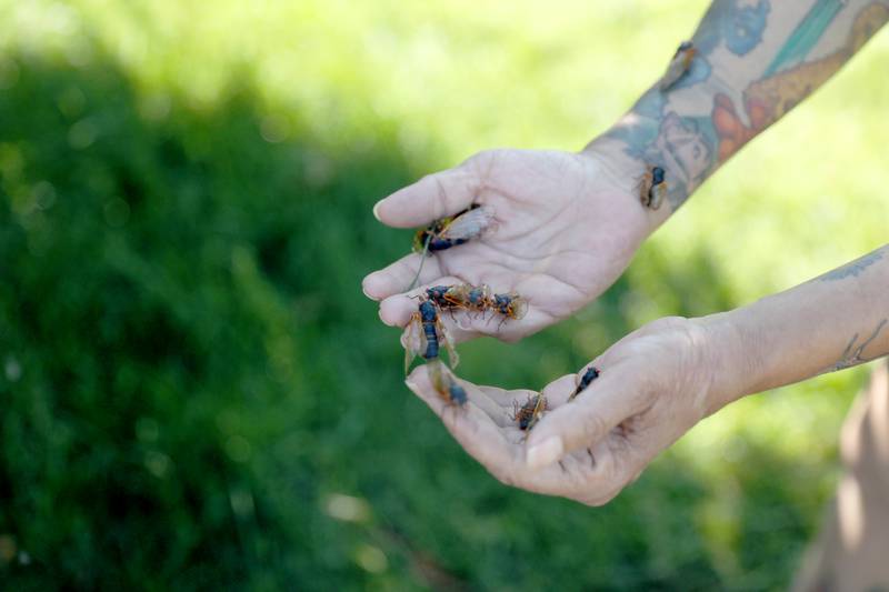 Seventeen years ago, North Aurora resident Bettina Sailer felt cheated when her yard did not buzz with the sound of 17-year cicadas. She went to other areas of the state where cicadas were plentiful and brought them back to her yard. With her yard facing a similar lack of cicadas this year, she has been doing the same thing and now has more than 4,000 cicadas in her yard.