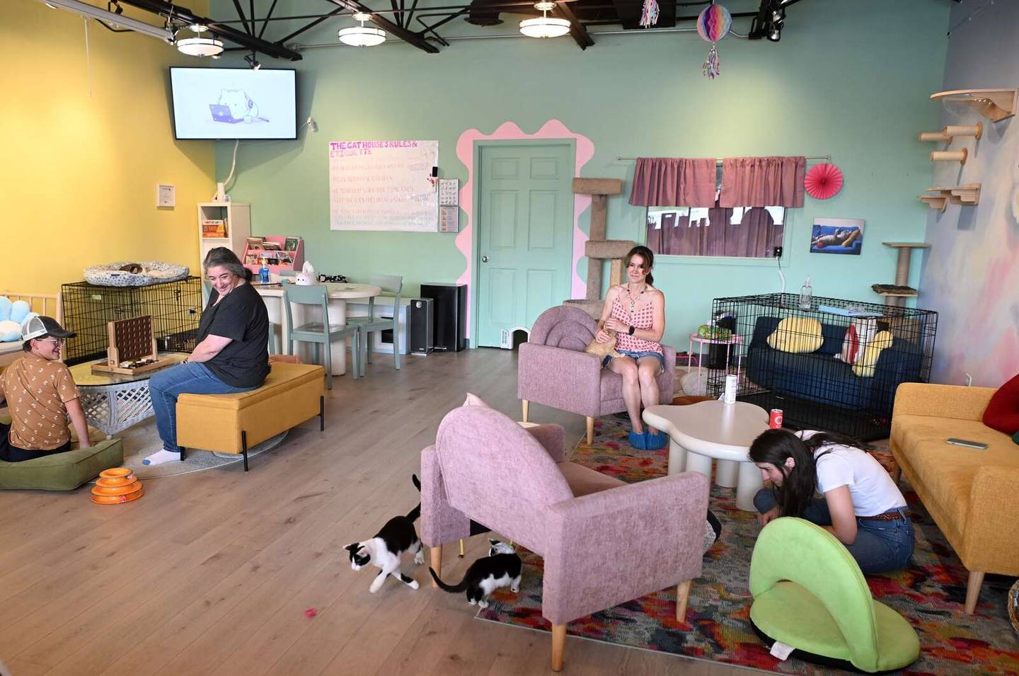 Cats roam free around the lounge, interacting with guests at The Cat House in Roselle.