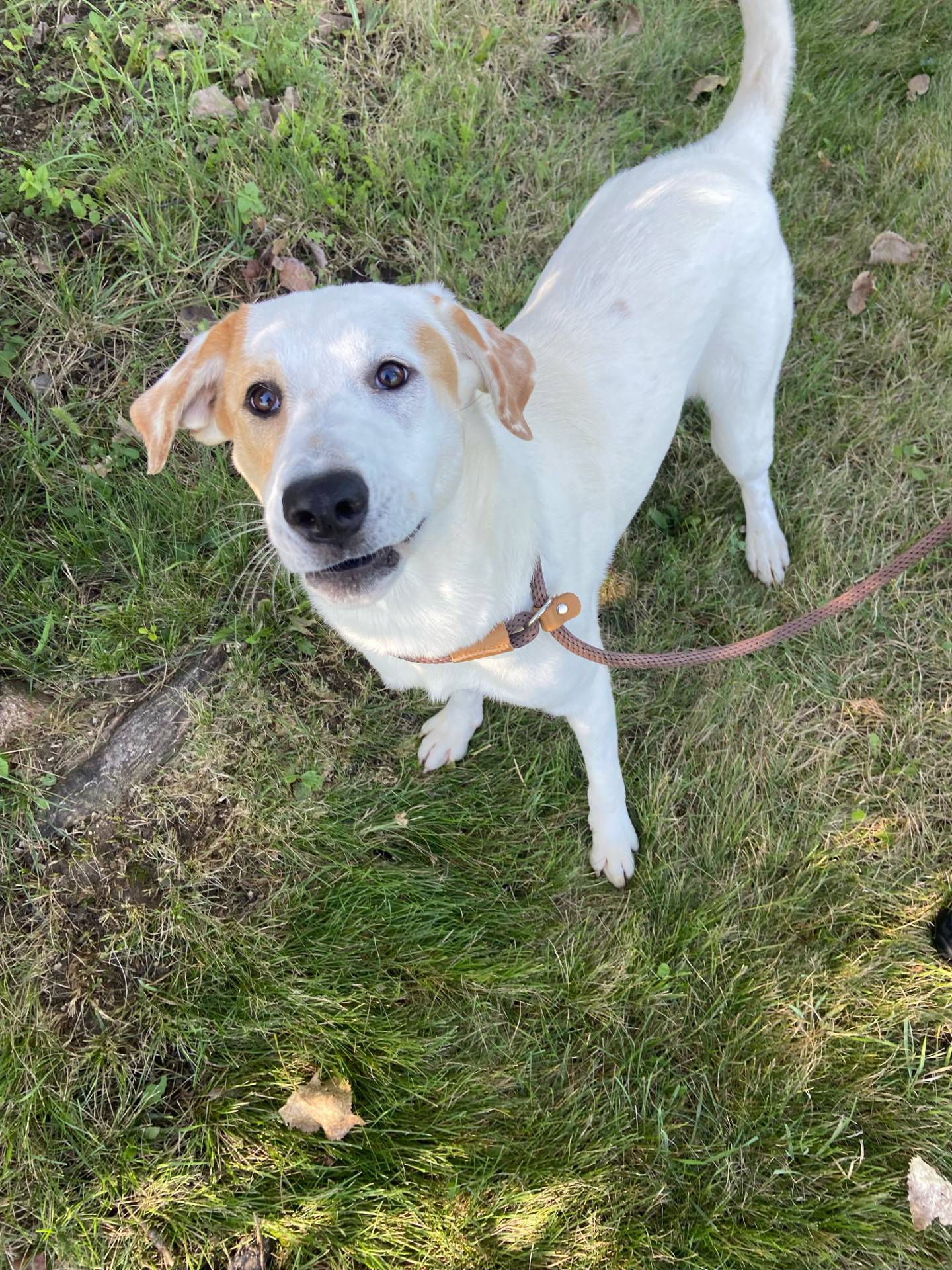 Arin is a 7-month-old mixed breed that was rescued from a high kill shelter in Texas. Arin is initially shy, but she warms up after some attention and gentle pets. She does well with other dogs, loves to run and play and would love a home with a big yard. Arin would make a wonderful family dog. To meet Arin, email Dogadoption@nawsus.org. Visit nawsus.org.