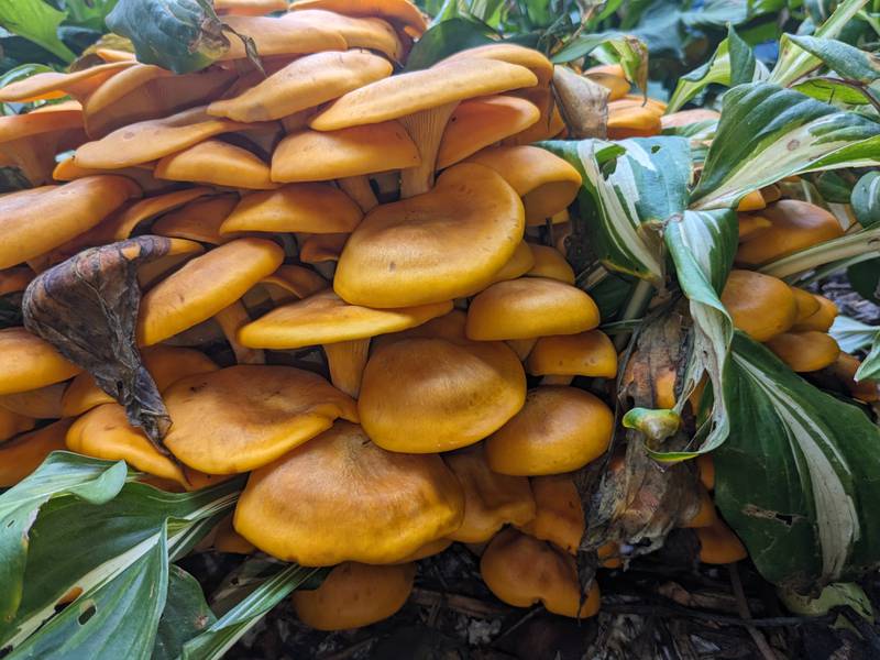 Jack-o’-lantern mushrooms have many fine qualities, but edibility isn’t one of them. While not deadly, the symptoms it induces are described as "making one wish they were dead."