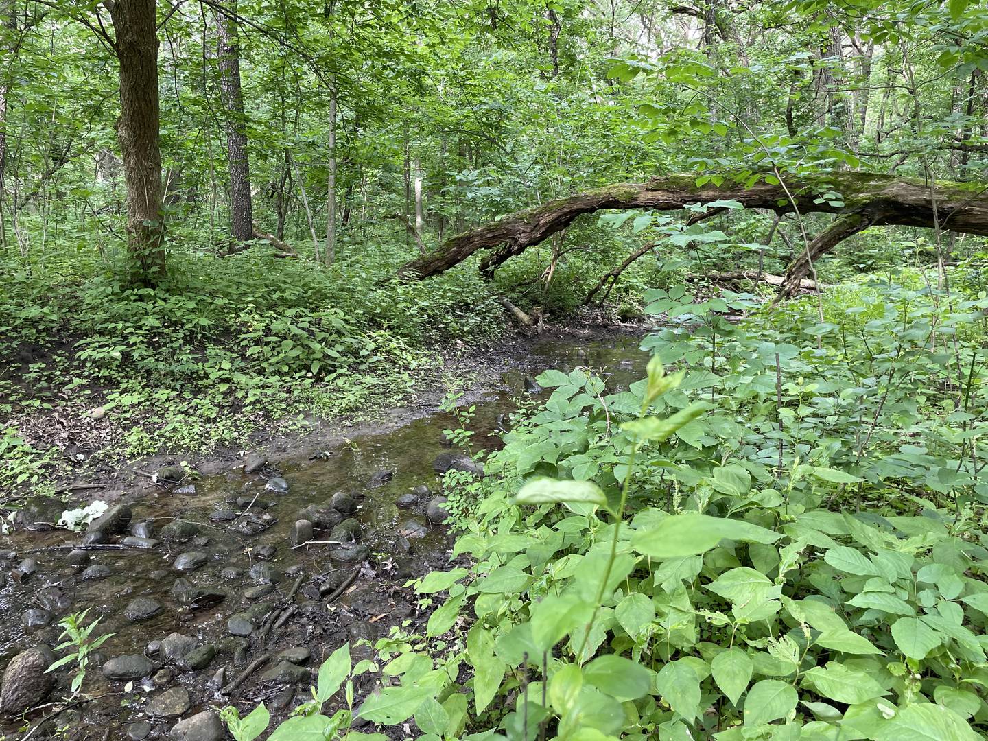 The Land Conservancy of McHenry County has launched a campaign to raise funds for the care and stewardship of Crowley Oaks Woods, an 83.5-acre preserve in Harvard.