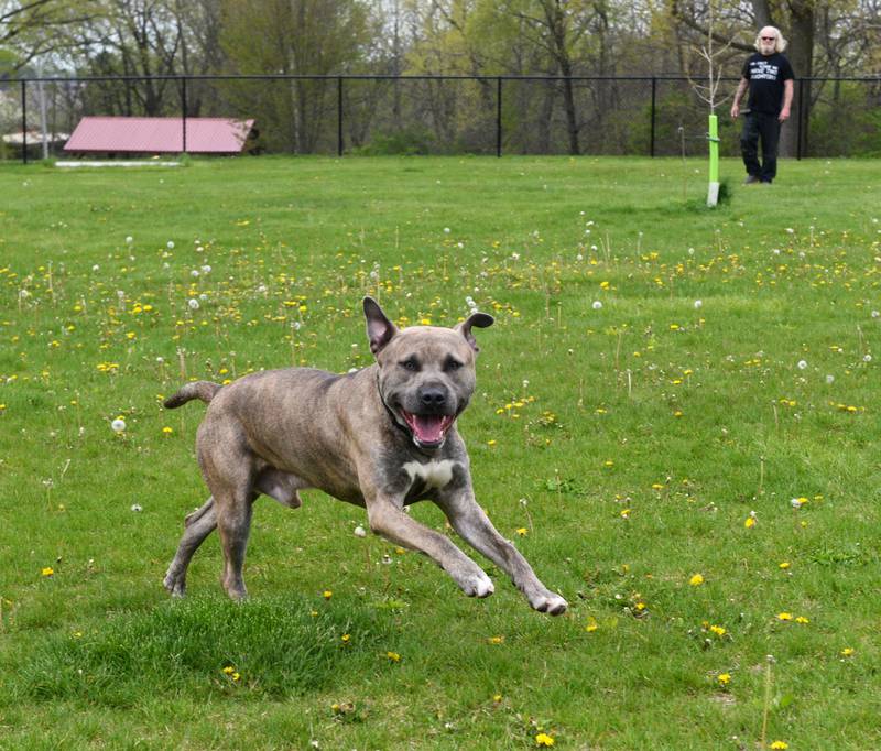 Bishop, a rescue pup, bounces around the Bark Park in  Morrison with his owner Kent Anderson and dog pal Simone, on Saturday, April 27, 2024.