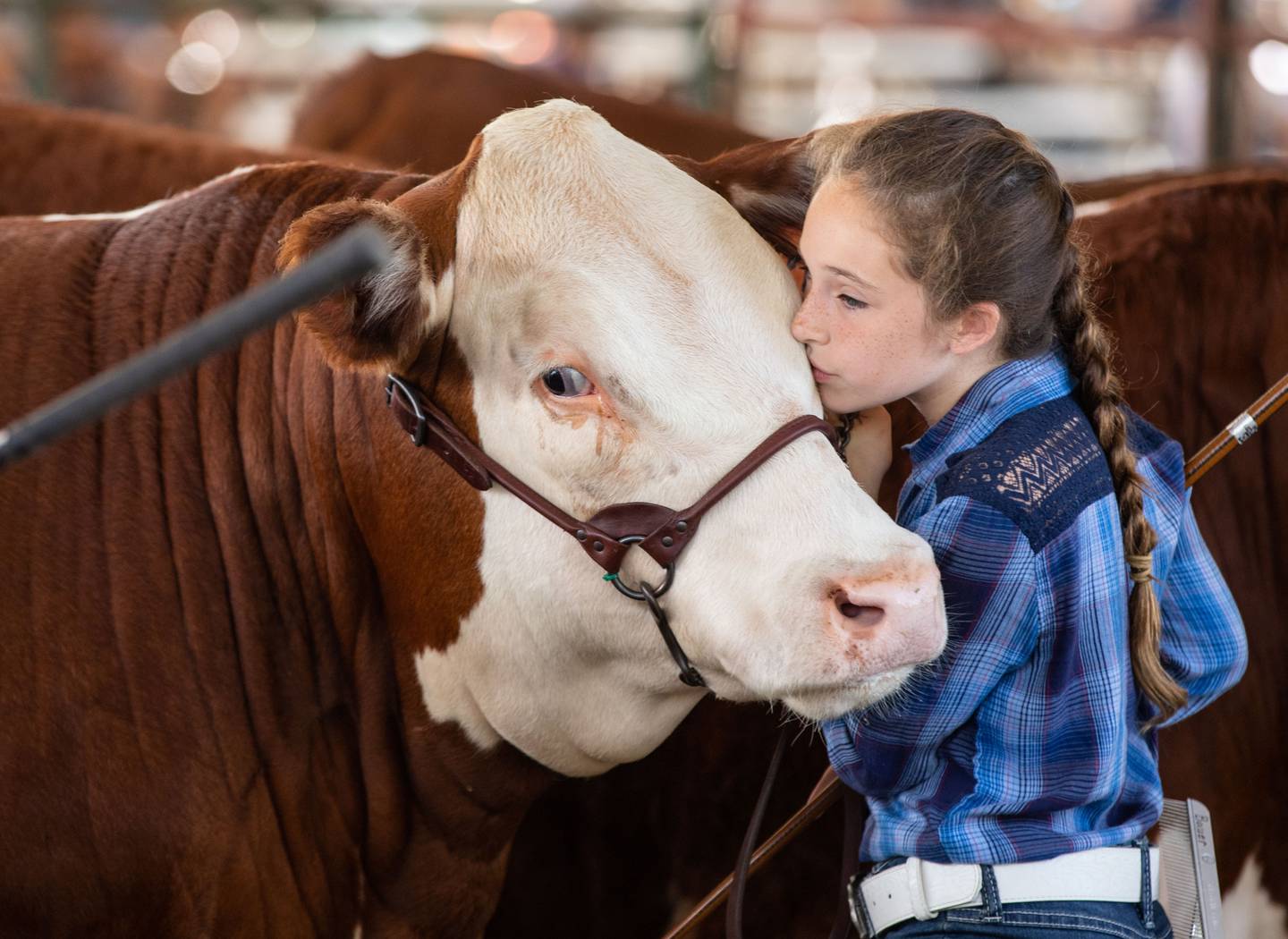 Grace Bauer, 10 kisses her cow during the 4-H beef show at the 75th Anniversary of the McHenry County Fair in Woodstock on Thursday, August 3, 2023.