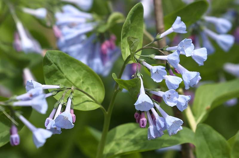 Blue bells begin to bloom Friday, April 21, 2023, in County Farm Woods in DeKalb.
