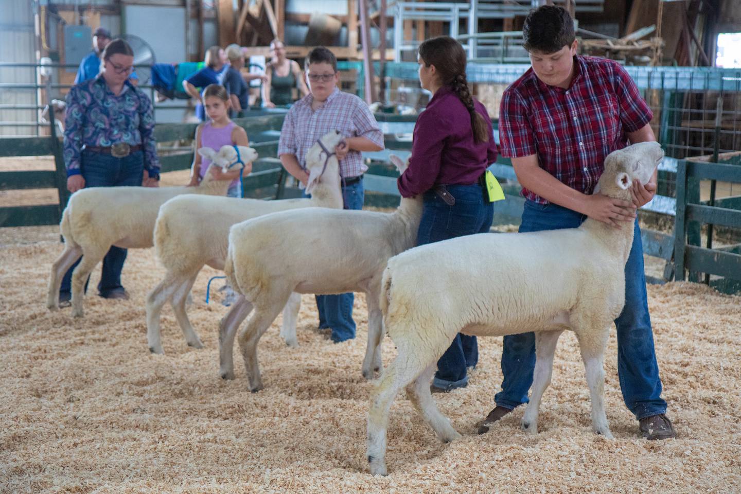 Lee County 4H Fair participants line up their prized Montadale Ewes for judging Saturday July 29, 2023.