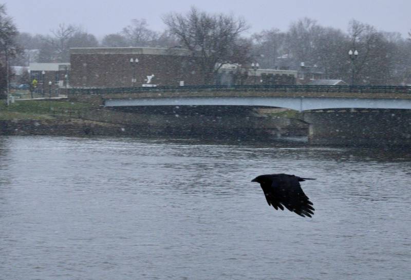 A crow flies amid falling snow Thursday morning near the Rock River in Dixon, framed by the YMCA building in the background.
